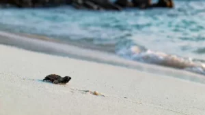 una-tartaruga-gigante-sulla-spiaggia-fonte-nature-seychelles