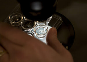 USA – Science – Embryo Sorting